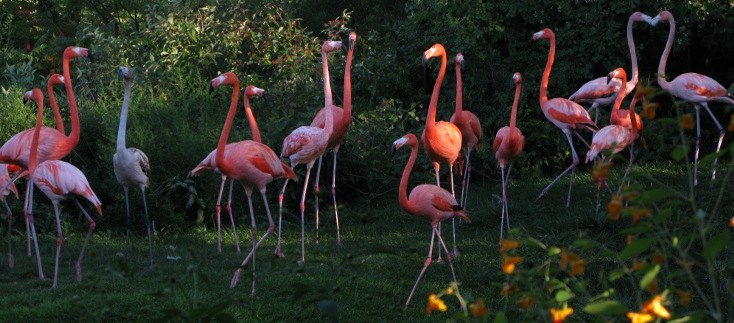 Bild mit einer Gruppe von Flamingos